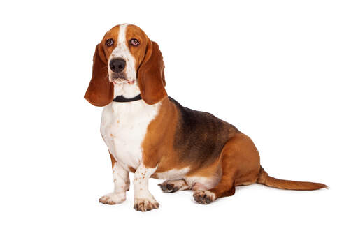 A beautiful young Basset Hound sitting comfortably