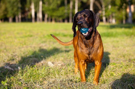 A happy bavarian mountain hound playing with a ball