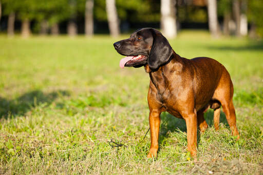 A strong bavarian mountain hound on grass