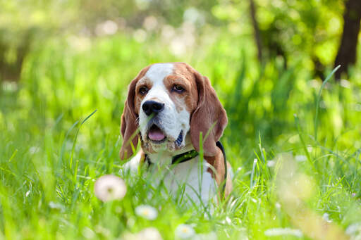 A beautiful little Beagle, poking it's head out of the long grass