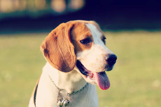 A healthy, young Beagle puppy with lovely big ears