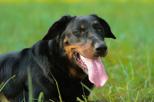A close up of a Beauceron's lovely, thick coat and sharp ears
