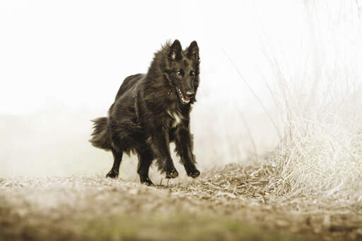 A joyfull Belgian Shepherd Dog (Groenendael) bouncing in the countryside