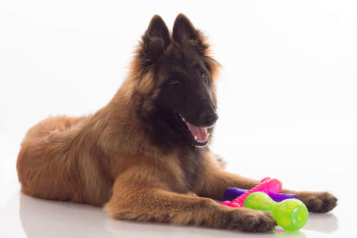 A young Belgian Shepherd Dog (Tervueren) lying down with his toys