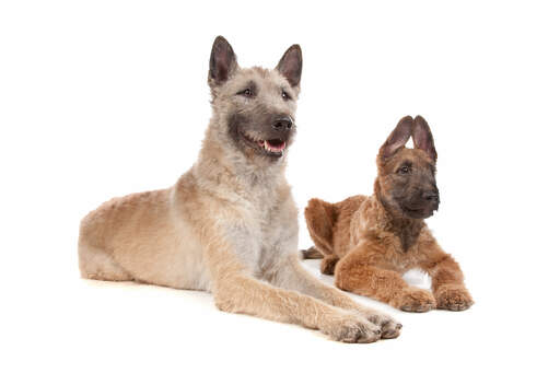 White belgian discount shepherd dog
