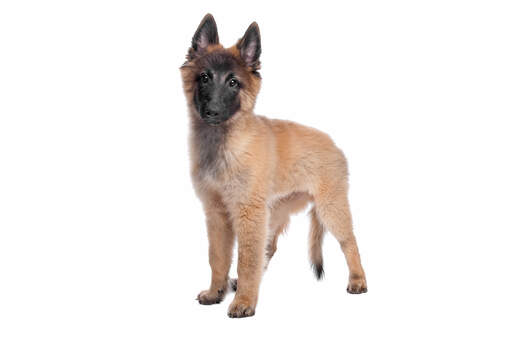 Belgian online tervuren puppy