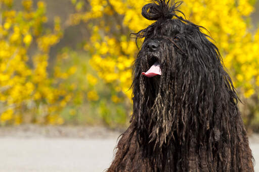 A hairy bergamasco with his hair tied in a bunch