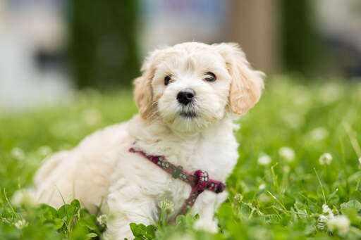 A Bichon Frise having a deserved rest on the grass