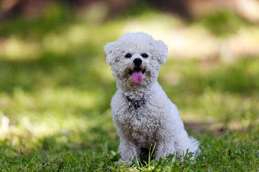 Bichon Frise Dogs Dog Breeds
