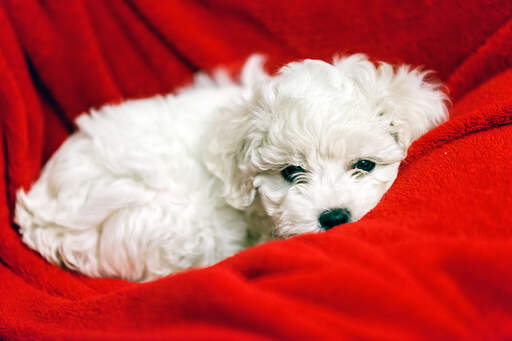 A wonderful, little Bichon Frise puppy curled up in a blanket