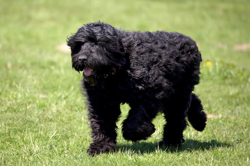 Large best sale black terrier