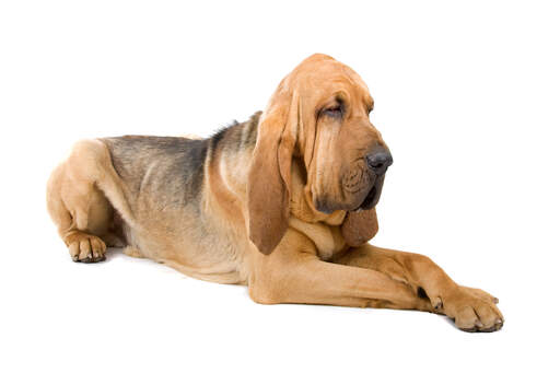 A healthy adult Bloodhound lying down with it's paws neatly crossed