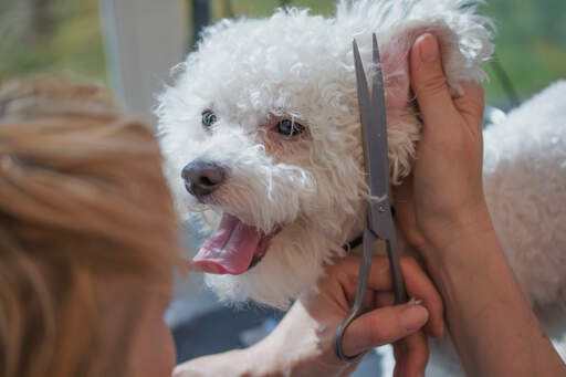 a cheeky bolognese having his hair clipped