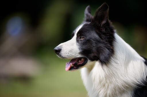 are white collies normal