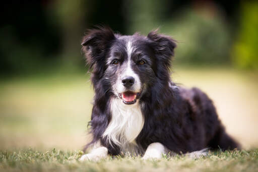 are white collies normal