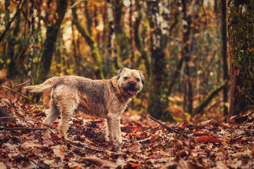 A Border Terrier amongst the leaves, with a beautiful thick, wiry coat