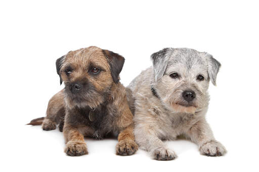 Two Border Terriers lying together, old and young