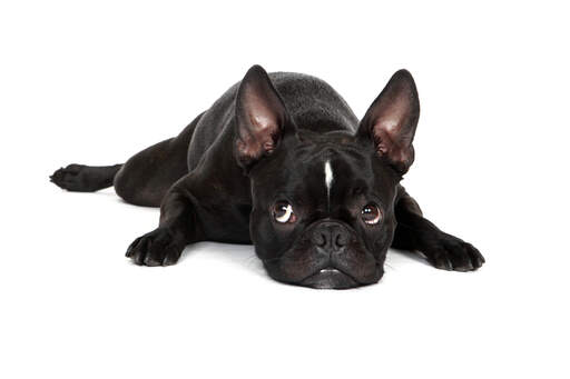 A black, male Boston Terrier puppy with his ears alert