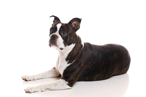 A mature adult Boston Terrier with a lovely strong physique