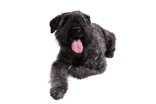 A fluffy Bouvier Des Flandres lying down