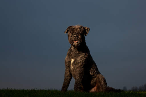 A handsome Bouvier Des Flandres sitting down on a walk