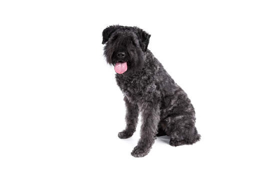 A lovely Bouvier Des Flandres sitting down