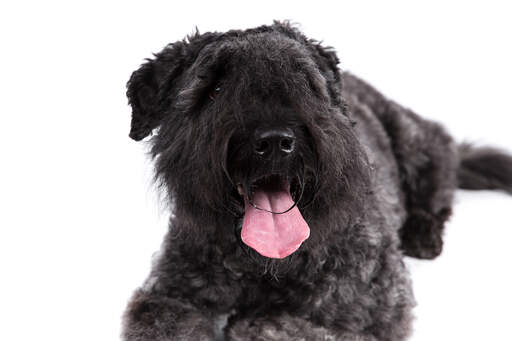 The handsome face of a Bouvier Des Flandres lying down