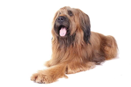 A Briard's wonderful long straight coat