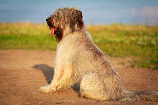 Briard collie on sale