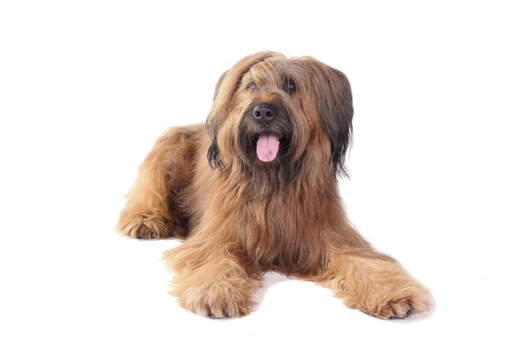 An adult Briard with a lovely straight coat lying down