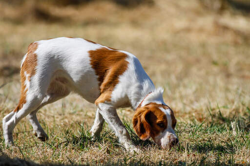 Brittany dog sales running