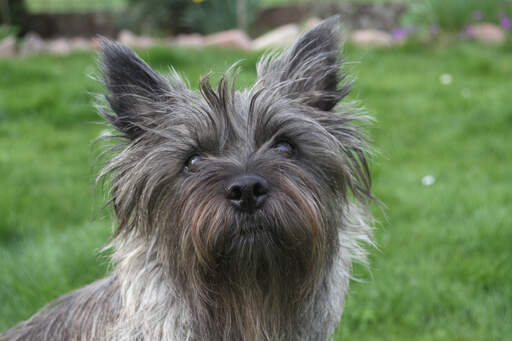Long haired cheap cairn terrier