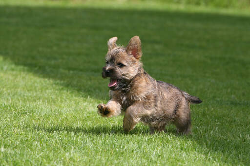A lovely, little Cairn Terrier playing on the grass