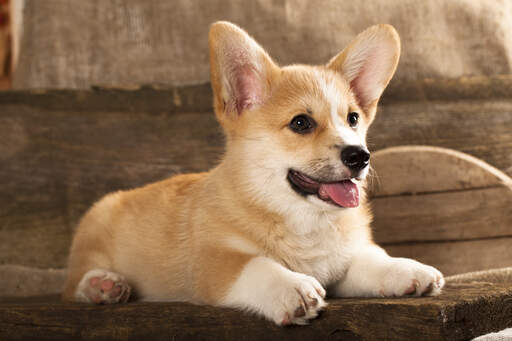 West corgi shop