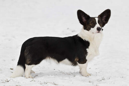 Black and white sales cardigan welsh corgi