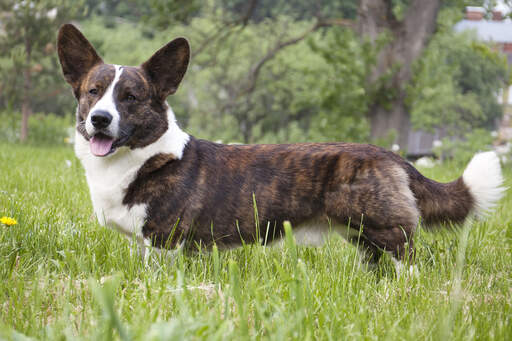 A healthy, brown and white Cardigan Welsh Corgi standing tall in the grass