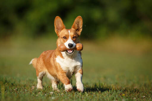 A wonderful brown and white Cardigan Welsh Corgi playing outside