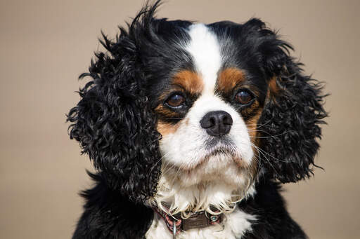 A Cavalier King Charles Spaniel's beautiful, scruffy ears