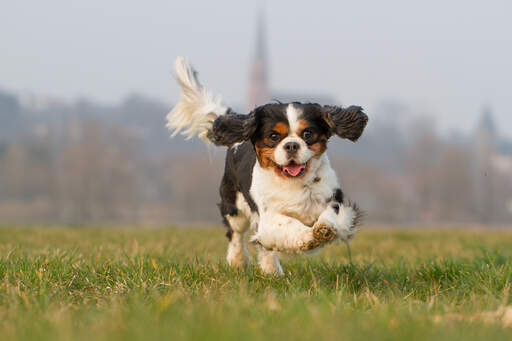 A lovely, little Cavalier King Charles Spaniel enjoying some exercise