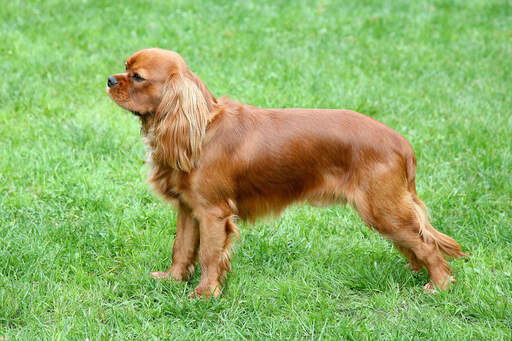 A red Cavalier King Charles Spaniel showing off it's beautiful, long body