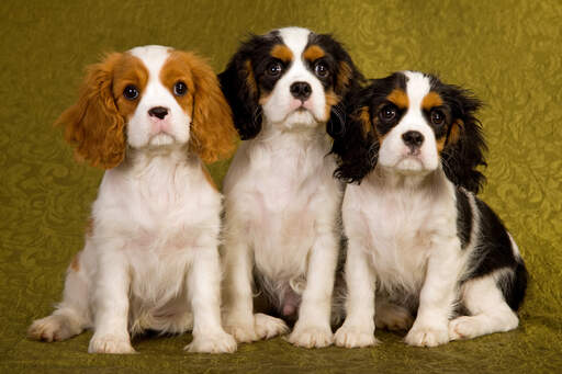 Three little Cavalier King Charles Spaniel's sitting patiently