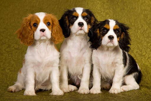 King charles 2024 spaniel similar breeds