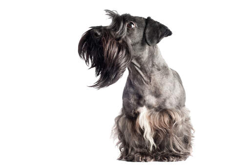 A Cesky Terrier showing off it's neat beard a big beautiful eyes