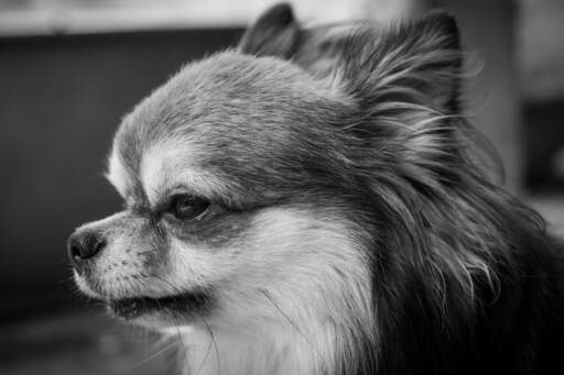 Chihuahua Dogs Dog Breeds