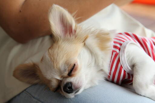 A tired chihuahua dressed in stripes having a snooze