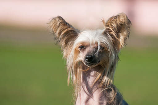 A close up of a Chinese Crested's beautiful long nose and ears