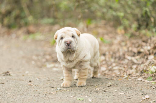 Shar pei discount french bulldog mix
