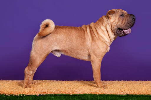 is a shar pei on the dangerous dog list