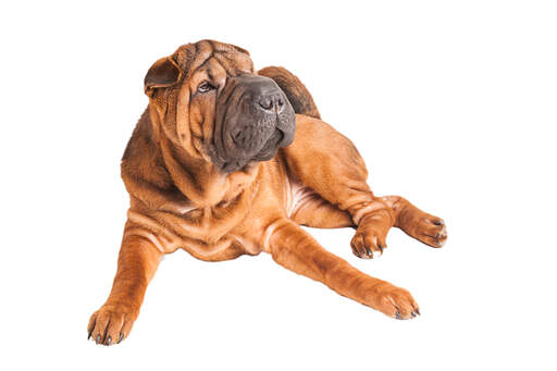 A matured adult Chinese Shar Pei laying very comfortably