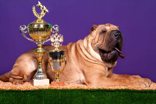 An award winning pedigree Chinese Shar Pei